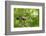 Blue tit perching on a branch, Germany-Konrad Wothe-Framed Photographic Print