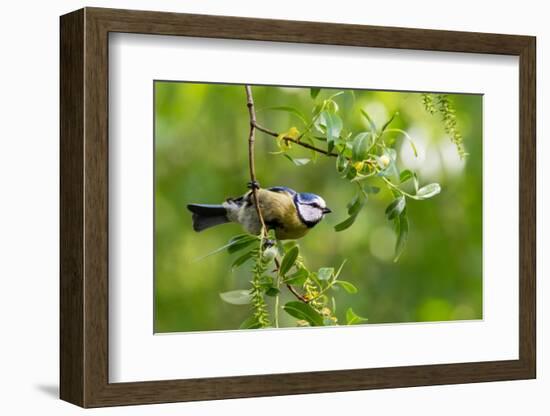 Blue tit perching on a branch, Germany-Konrad Wothe-Framed Photographic Print