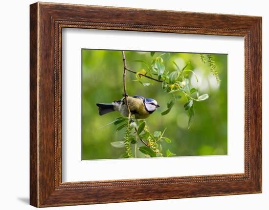 Blue tit perching on a branch, Germany-Konrad Wothe-Framed Photographic Print