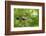 Blue tit perching on a branch, Germany-Konrad Wothe-Framed Photographic Print