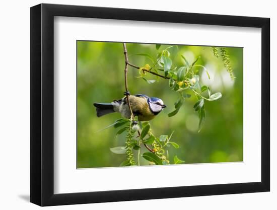 Blue tit perching on a branch, Germany-Konrad Wothe-Framed Photographic Print