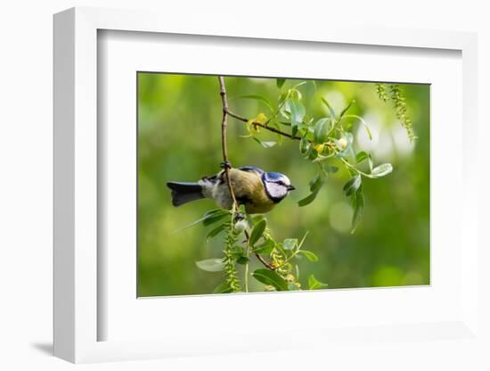 Blue tit perching on a branch, Germany-Konrad Wothe-Framed Photographic Print