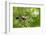 Blue tit perching on a branch, Germany-Konrad Wothe-Framed Photographic Print