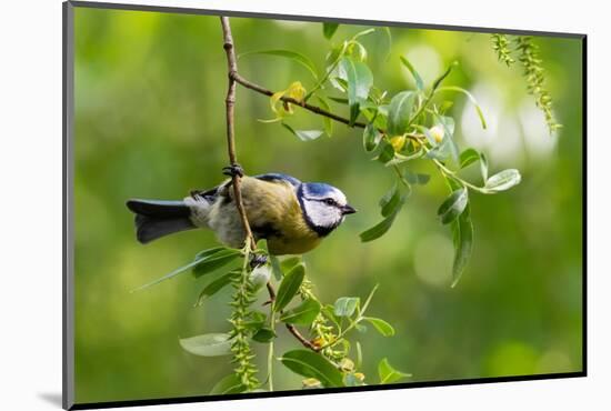 Blue tit perching on a branch, Germany-Konrad Wothe-Mounted Photographic Print