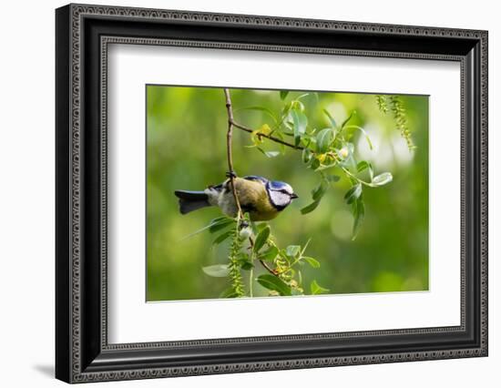 Blue tit perching on a branch, Germany-Konrad Wothe-Framed Photographic Print