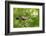 Blue tit perching on a branch, Germany-Konrad Wothe-Framed Photographic Print