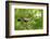 Blue tit perching on a branch, Germany-Konrad Wothe-Framed Photographic Print