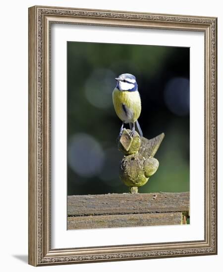 Blue Tit Sits on Stilted Wooden Bird of a Rustic Timber Roof-Harald Lange-Framed Photographic Print