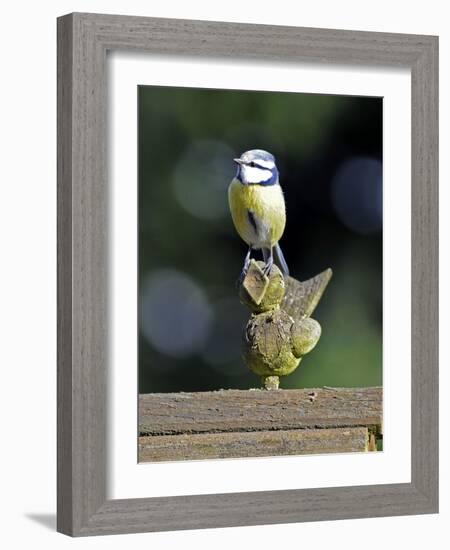 Blue Tit Sits on Stilted Wooden Bird of a Rustic Timber Roof-Harald Lange-Framed Photographic Print