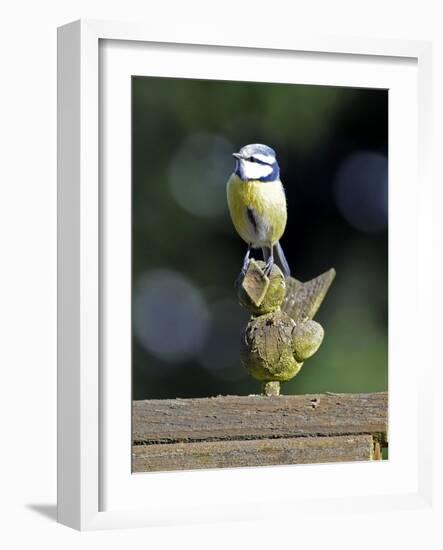 Blue Tit Sits on Stilted Wooden Bird of a Rustic Timber Roof-Harald Lange-Framed Photographic Print