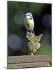 Blue Tit Sits on Stilted Wooden Bird of a Rustic Timber Roof-Harald Lange-Mounted Photographic Print
