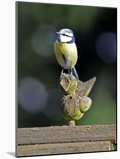 Blue Tit Sits on Stilted Wooden Bird of a Rustic Timber Roof-Harald Lange-Mounted Photographic Print