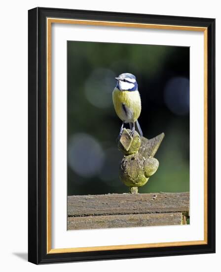 Blue Tit Sits on Stilted Wooden Bird of a Rustic Timber Roof-Harald Lange-Framed Photographic Print