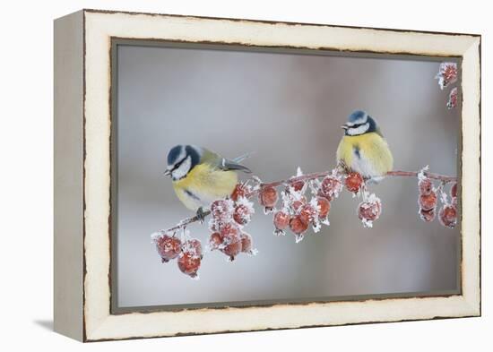 Blue Tits (Parus Caeruleus) in Winter, on Twig with Frozen Crab Apples, Scotland, UK, December-Mark Hamblin-Framed Premier Image Canvas