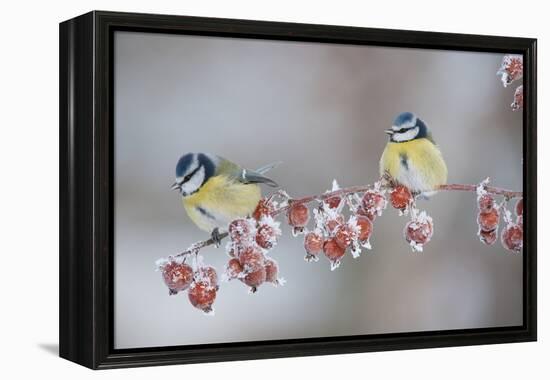 Blue Tits (Parus Caeruleus) in Winter, on Twig with Frozen Crab Apples, Scotland, UK, December-Mark Hamblin-Framed Premier Image Canvas