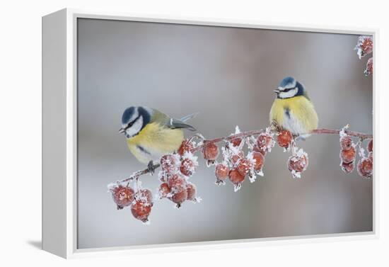 Blue Tits (Parus Caeruleus) in Winter, on Twig with Frozen Crab Apples, Scotland, UK, December-Mark Hamblin-Framed Premier Image Canvas