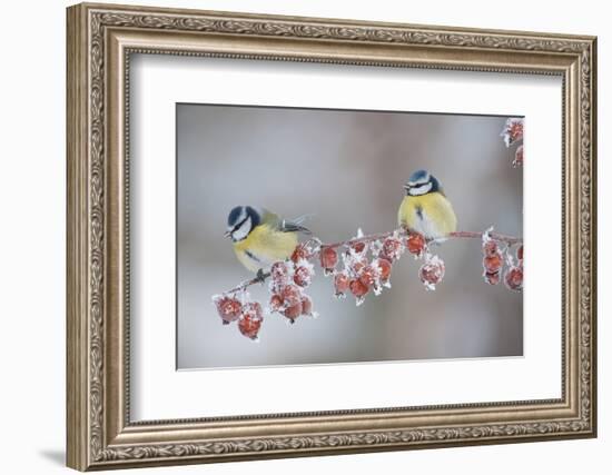 Blue Tits (Parus Caeruleus) in Winter, on Twig with Frozen Crab Apples, Scotland, UK, December-Mark Hamblin-Framed Photographic Print