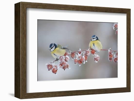 Blue Tits (Parus Caeruleus) in Winter, on Twig with Frozen Crab Apples, Scotland, UK, December-Mark Hamblin-Framed Photographic Print