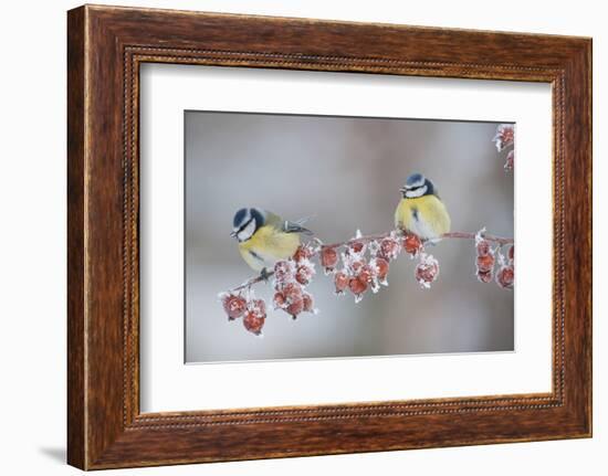 Blue Tits (Parus Caeruleus) in Winter, on Twig with Frozen Crab Apples, Scotland, UK, December-Mark Hamblin-Framed Photographic Print