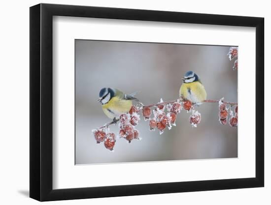 Blue Tits (Parus Caeruleus) in Winter, on Twig with Frozen Crab Apples, Scotland, UK, December-Mark Hamblin-Framed Photographic Print