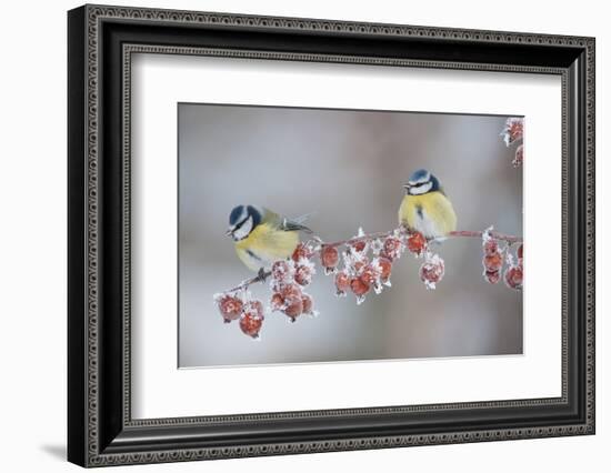 Blue Tits (Parus Caeruleus) in Winter, on Twig with Frozen Crab Apples, Scotland, UK, December-Mark Hamblin-Framed Photographic Print