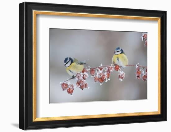 Blue Tits (Parus Caeruleus) in Winter, on Twig with Frozen Crab Apples, Scotland, UK, December-Mark Hamblin-Framed Photographic Print