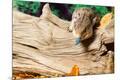 Premium Photographic Print