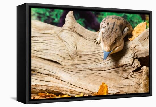 Blue-tongued skink in forest-null-Framed Premier Image Canvas