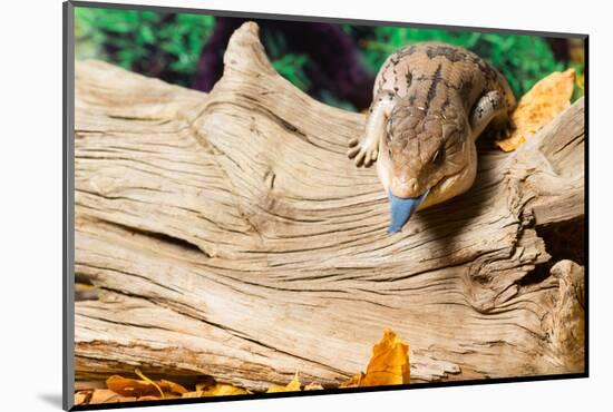 Blue-tongued skink in forest-null-Mounted Photographic Print