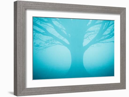 Blue Tree in Fog-Andy Bell-Framed Photographic Print