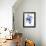 Blue tulip-Hiroyuki Izutsu-Framed Giclee Print displayed on a wall