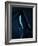 Blue Velvet-Erik Schottstaedt-Framed Photographic Print