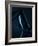 Blue Velvet-Erik Schottstaedt-Framed Photographic Print