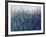 Blue Vision-Tim O'toole-Framed Giclee Print