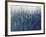 Blue Vision-Tim O'toole-Framed Giclee Print