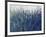 Blue Vision-Tim O'toole-Framed Giclee Print