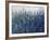 Blue Vision-Tim O'toole-Framed Giclee Print