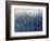 Blue Vision-Tim O'toole-Framed Giclee Print