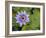 Blue Water Lily, Jardin De Balata, Martinique, French Antilles, West Indies-Scott T. Smith-Framed Photographic Print