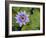 Blue Water Lily, Jardin De Balata, Martinique, French Antilles, West Indies-Scott T. Smith-Framed Photographic Print