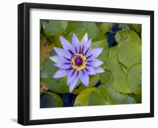 Blue Water Lily, Jardin De Balata, Martinique, French Antilles, West Indies-Scott T. Smith-Framed Photographic Print