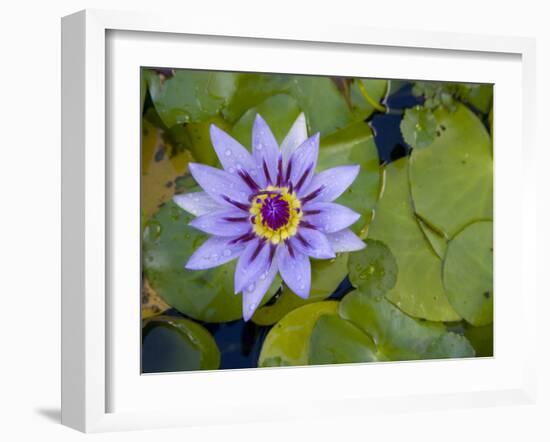 Blue Water Lily, Jardin De Balata, Martinique, French Antilles, West Indies-Scott T. Smith-Framed Photographic Print