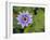 Blue Water Lily, Jardin De Balata, Martinique, French Antilles, West Indies-Scott T. Smith-Framed Photographic Print