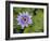 Blue Water Lily, Jardin De Balata, Martinique, French Antilles, West Indies-Scott T. Smith-Framed Photographic Print