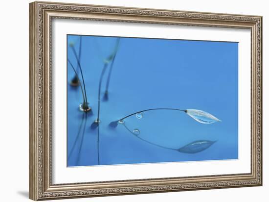 Blue Water-Heidi Westum-Framed Giclee Print