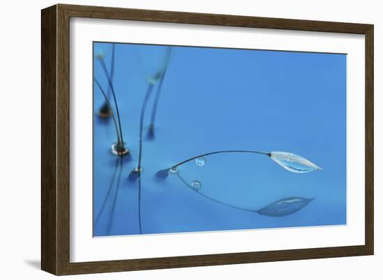 Blue Water-Heidi Westum-Framed Giclee Print