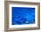 Blue Wave Abstract Number 3-Steve Gadomski-Framed Photographic Print