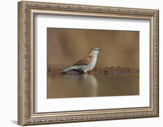 Blue waxbill (Uraeginthus angolensis), Zimanga private game reserve, KwaZulu-Natal, South Africa, A-Ann and Steve Toon-Framed Photographic Print