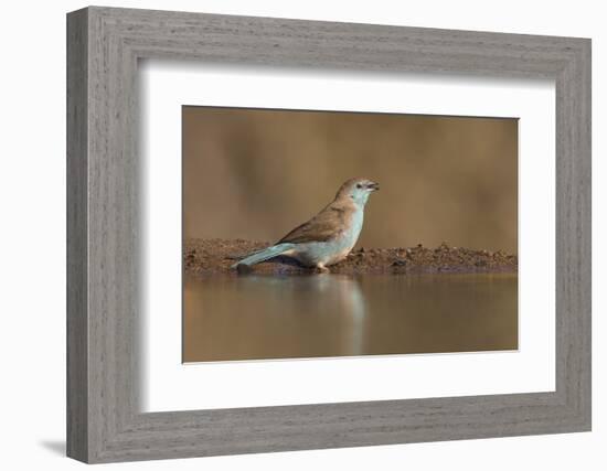 Blue waxbill (Uraeginthus angolensis), Zimanga private game reserve, KwaZulu-Natal, South Africa, A-Ann and Steve Toon-Framed Photographic Print