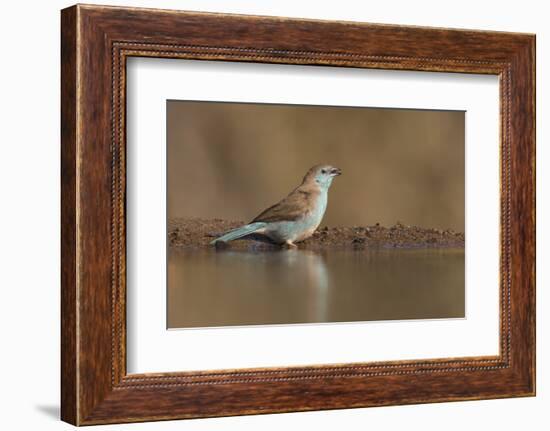 Blue waxbill (Uraeginthus angolensis), Zimanga private game reserve, KwaZulu-Natal, South Africa, A-Ann and Steve Toon-Framed Photographic Print